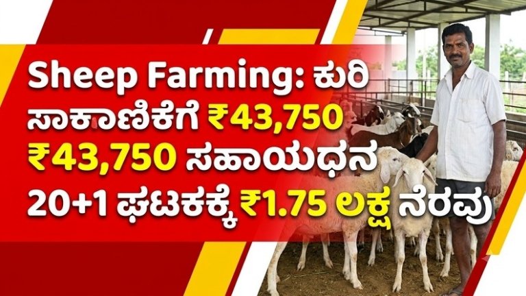 Sheep Farming